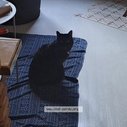 Photo 3/4 Found cat Found in Limoges