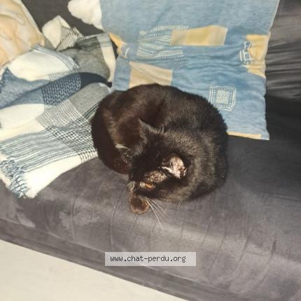 Photo 4/4 Found cat Found in Limoges