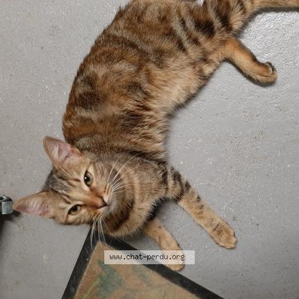 Photo 1/1 Found cat Found in Evron