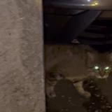 Picture of cat found at Montgeron