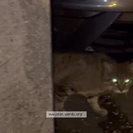 Photo 1/1 Found cat Found in Montgeron