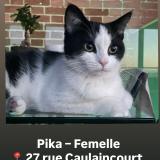 Picture of cat lost at Paris