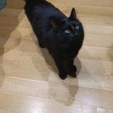 Picture of cat lost at Marcoussis