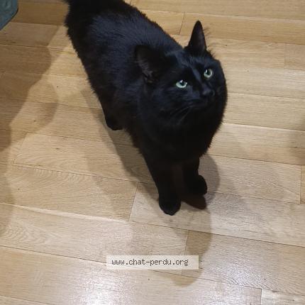 Photo 1/1 Minouche Chat lost in Marcoussis