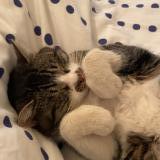 Picture of cat lost at Ladapeyre