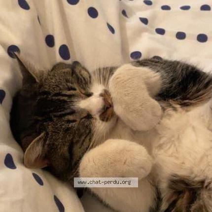 Photo 1/2 Ulysse Chat lost in Ladapeyre