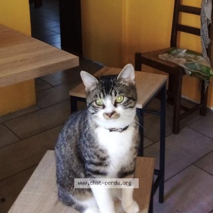 Photo 2/2 Ulysse Chat lost in Ladapeyre