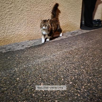 Photo 1/1 Found cat Found in Blyes