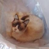 Picture of cat lost at Dock Sud