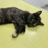 Picture of cat found at Montlucon