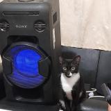 Picture of cat lost at Chiclayo