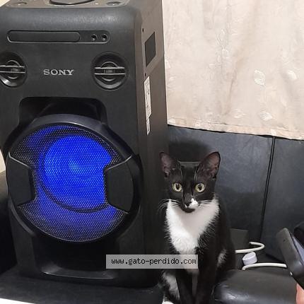 Photo 1/1 Kitty Chat lost in Chiclayo