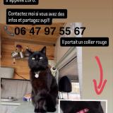 Picture of cat lost at La Clusaz