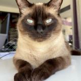 Picture of cat lost at Benejacq