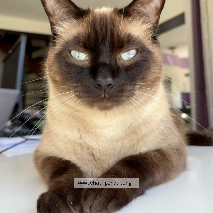 Photo 1/1 Picasso Chat lost in Benejacq