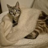 Picture of cat lost at Mouguerre