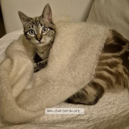 Photo 1/1 Chouchou Chat lost in Mouguerre