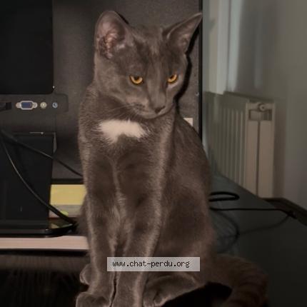 Photo 1/1 Niro Chat lost in L isle adam