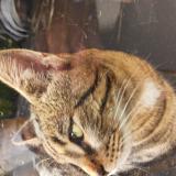 Picture of cat found at Jarville La Malgrange