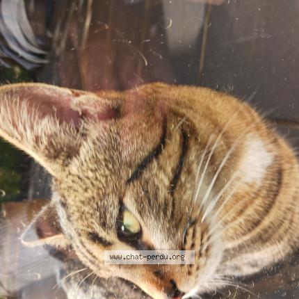 Photo 1/1 Found cat Found in Jarville la malgrange