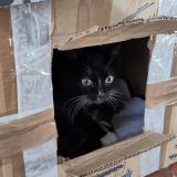 Picture of cat lost at Montaut