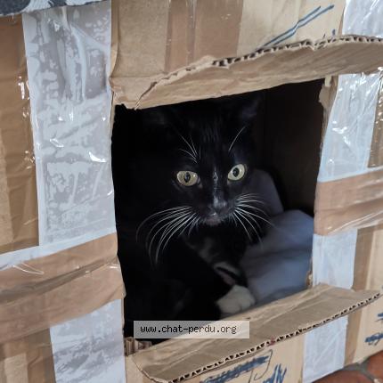 Photo 1/1 Chaussette Chat lost in Montaut