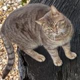 Picture of cat found at Saint Front Sur Nizonne