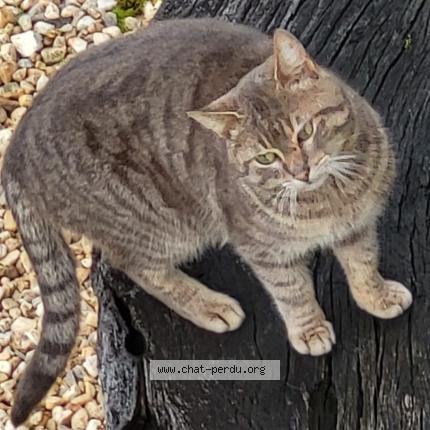 Photo 1/1 Found cat Found in Saint front sur nizonne