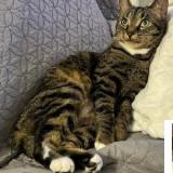 Picture of cat lost at Valenciennes