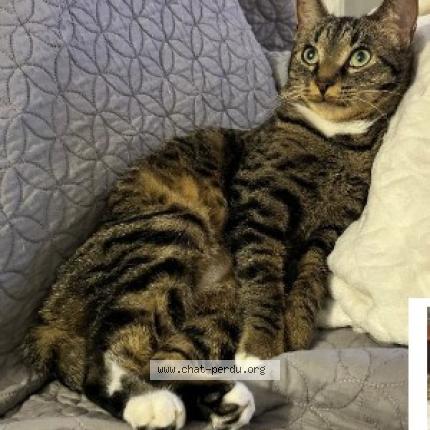 Photo 1/1 kali Chat lost in Valenciennes