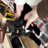 Picture of cat lost at Fourmies