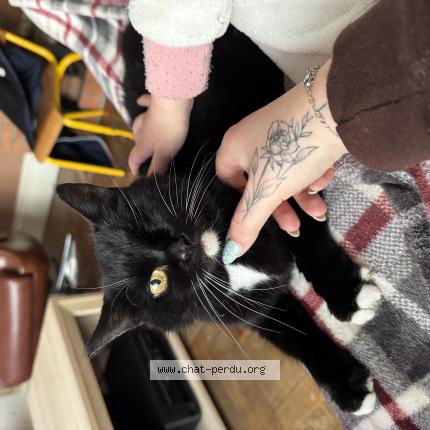 Photo 1/1 Fifille Chat lost in Fourmies