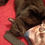 Picture of cat lost at Sermange