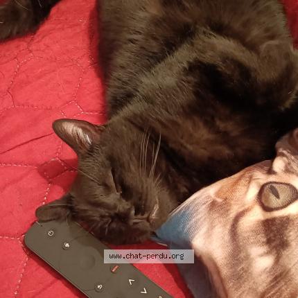 Photo 1/1 Ramsès Chat lost in Sermange