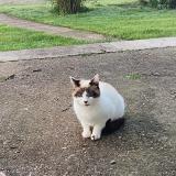 Picture of cat found at Razac De Saussignac