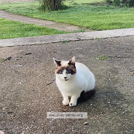 Photo 1/2 Found cat Found in Razac de saussignac