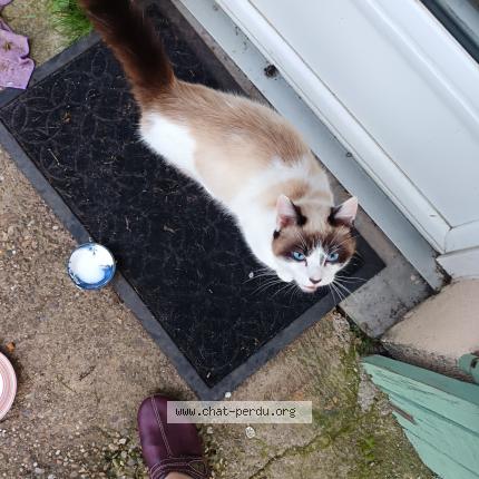 Photo 2/2 Found cat Found in Razac de saussignac