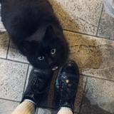 Picture of cat found at La Reole