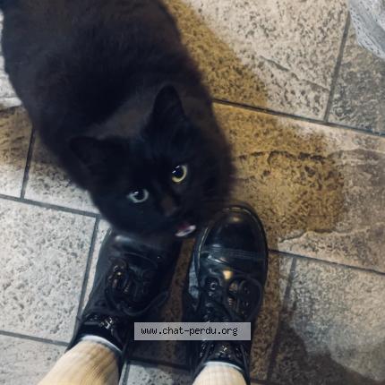 Photo 1/1 Found cat Found in La reole