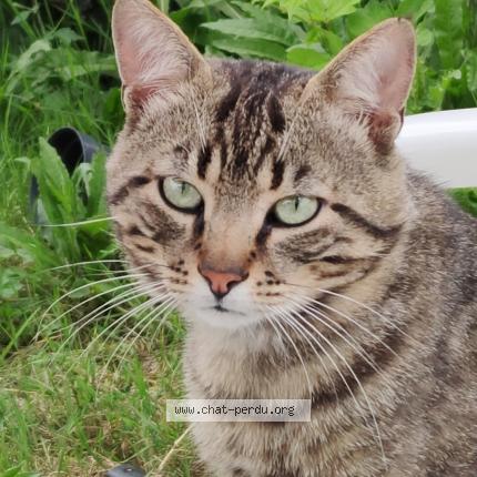 Photo 1/1 Rocky Chat lost in Lannemezan