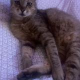 Picture of cat lost at Talmay