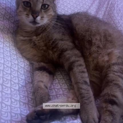 Photo 1/1 Tigrou Chat lost in Talmay