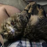 Picture of cat lost at Simiane Collongue