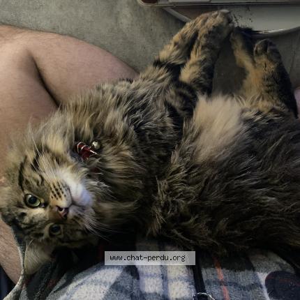 Photo 1/1 Tissah Chat lost in Simiane collongue