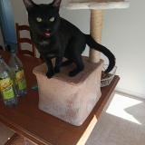 Picture of cat lost at Ifs