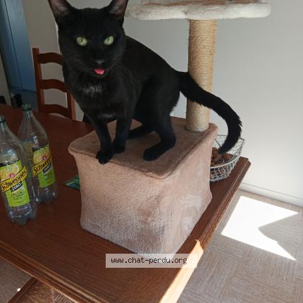 Photo 1/1 Miaouss Chat lost in Ifs