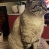 Picture of cat lost at Nantes