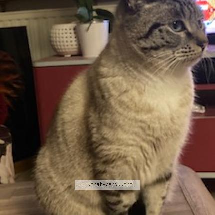 Photo 1/1 Nougat Chat lost in Nantes