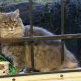 Picture of cat found at Royat