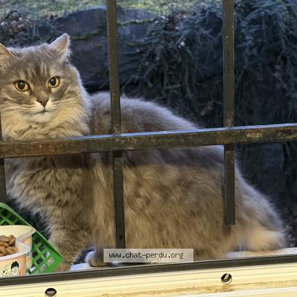 Photo 1/1 Found cat Found in Royat